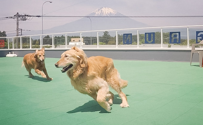 愛犬と遊ぶ 寛ぐ ショッピング Dog Dept Garden ペット カラーズ